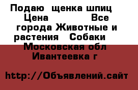 Подаю. щенка шпиц  › Цена ­ 27 000 - Все города Животные и растения » Собаки   . Московская обл.,Ивантеевка г.